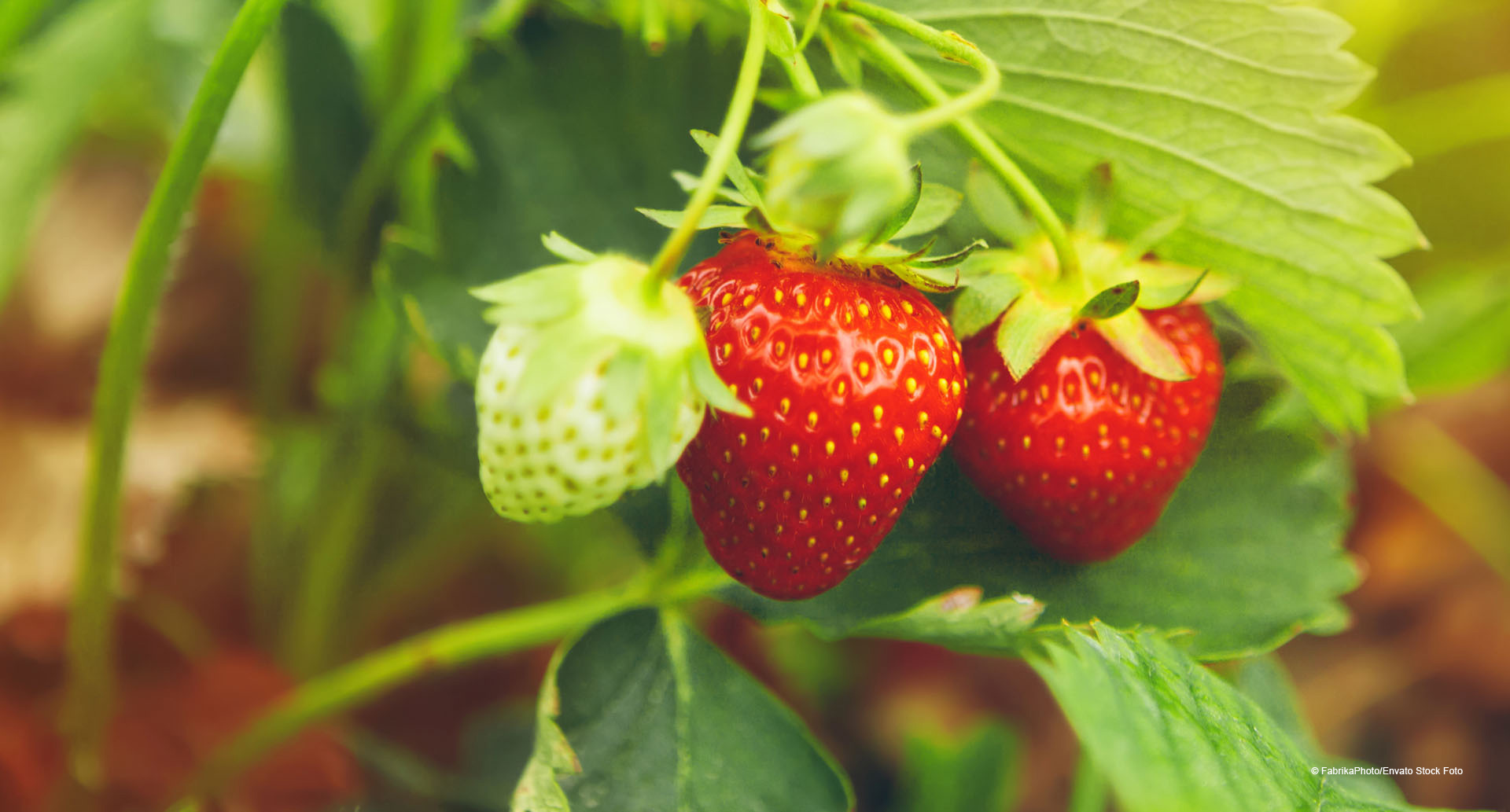Anbaustrategie für Erdbeeren mit Biostimulanzien