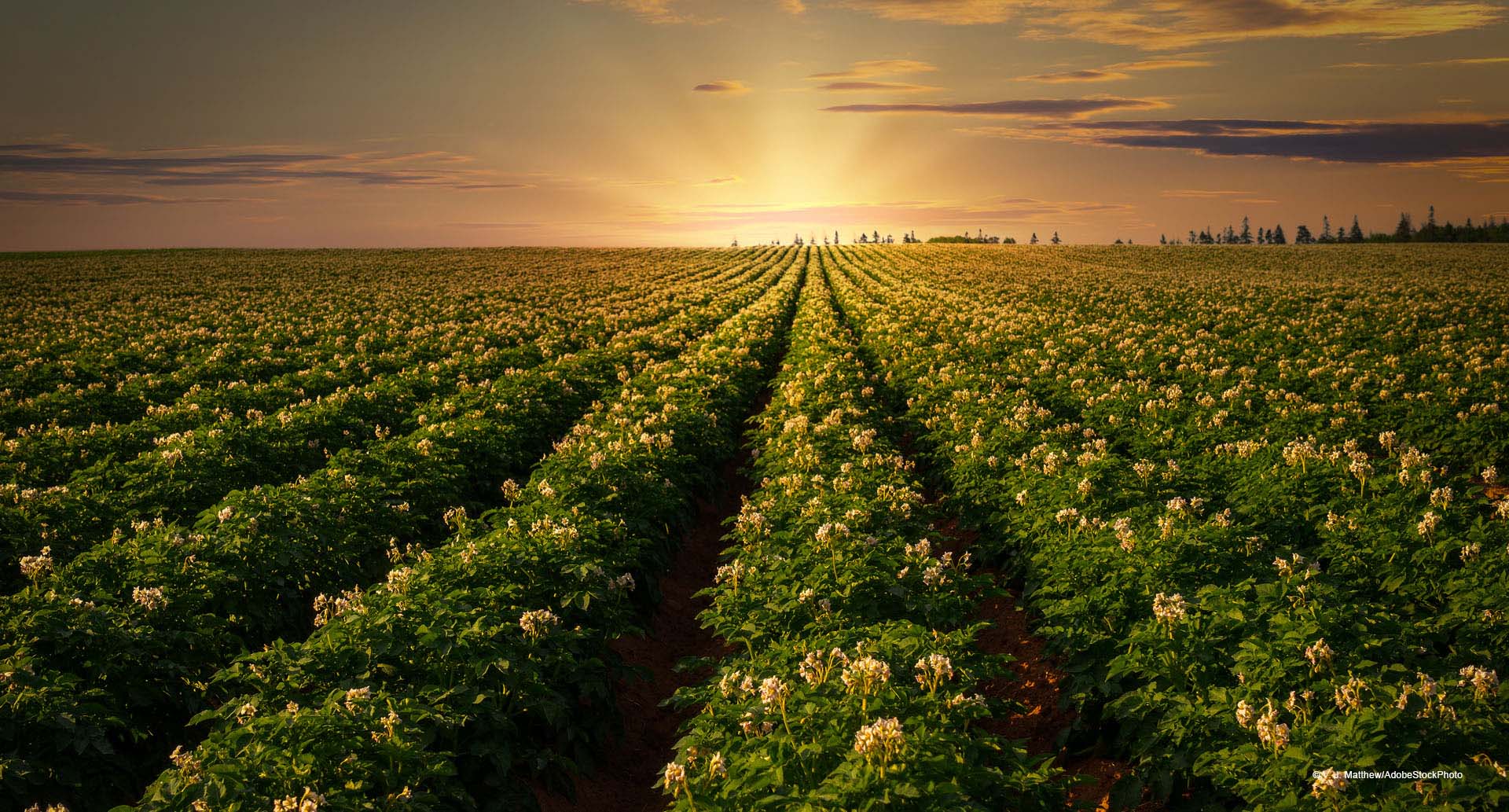 Anbaustrategie für Kartoffeln mit Biostimulanzien